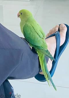 FRIENDLY INDIAN RING NECK PARROT FOR SALE