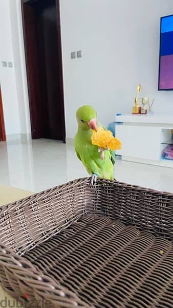 FRIENDLY INDIAN RING NECK PARROT FOR SALE 1