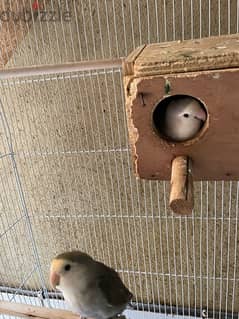 Lovebirds for sale with cage 0