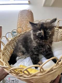 Persian Himalayan Cats