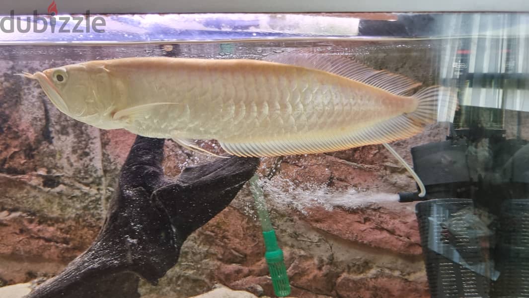 Pearl Arwana fish 1