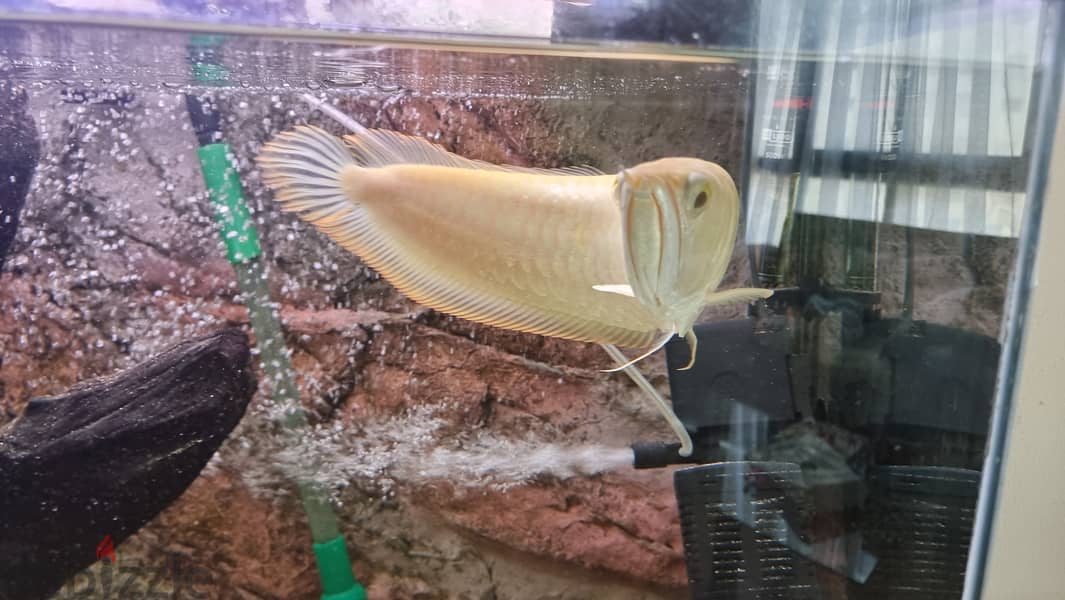Pearl Arwana fish 3