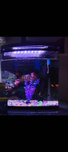fish tank and fish 0