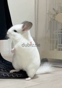 chinchillas Bahrain breed available