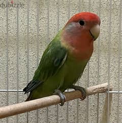 green love bird