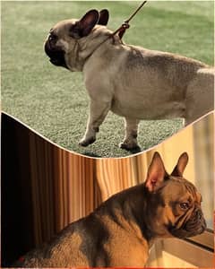 Top Quality French Bulldog Puppies ready for reservation!