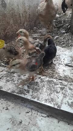 aseel fighter Chicken chicks urgent for sale 0