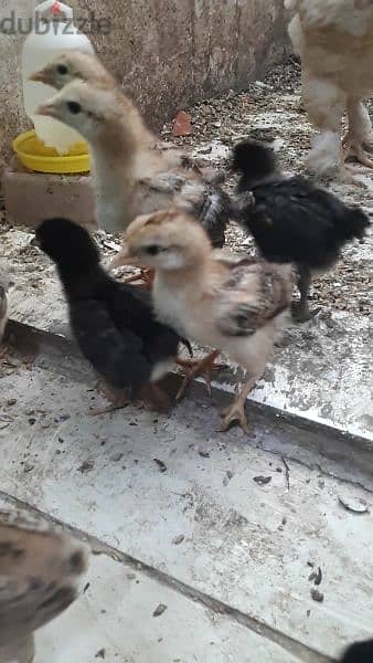 aseel fighter Chicken chicks urgent for sale 1