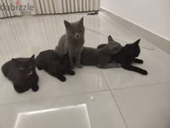 Cats for adoption
قطط للتبني