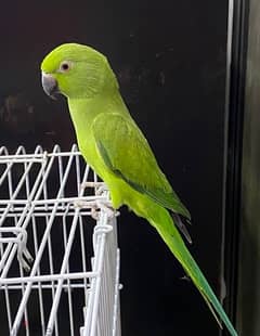 African Female Parrot for sale trained 0