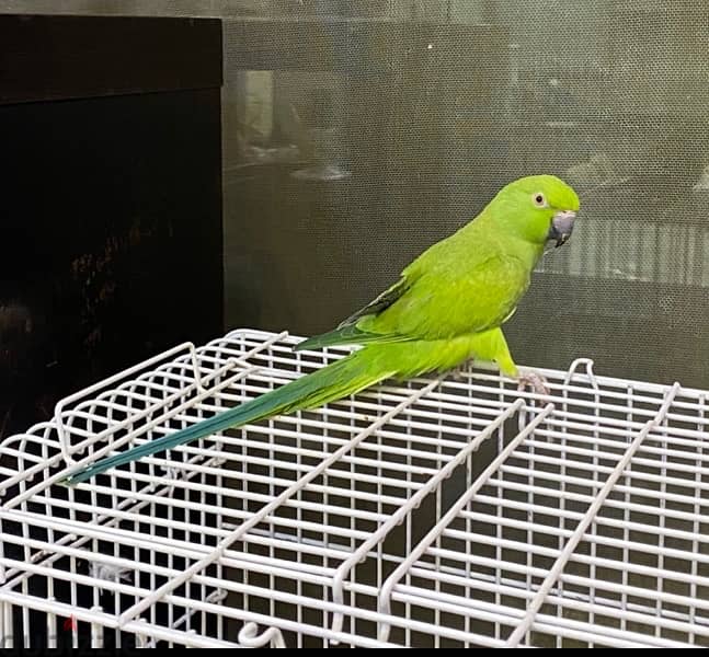 African Female Parrot for sale trained 1