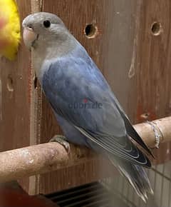 blue love bird