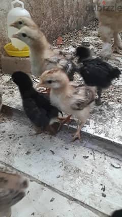 chicks urgent for sale 0