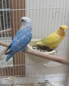 raning lovebirds for sale with eggs also 0