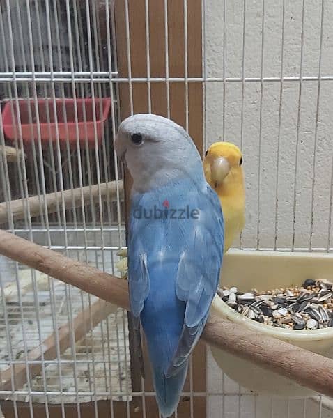 raning lovebirds for sale with eggs also 1