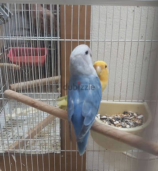 raning lovebirds for sale with eggs also 2