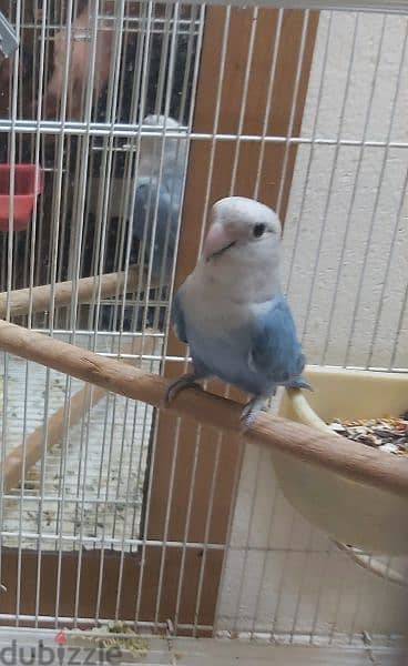raning lovebirds for sale with eggs also 3