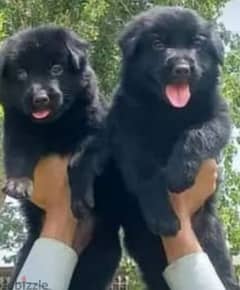 male and female German sheperd puppies long hair royal black
