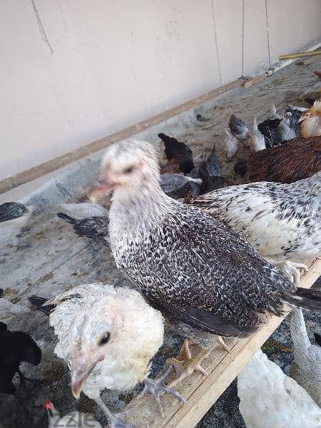 for sale Bahraini chicks 4