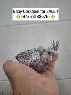 baby cockatail for sale.  DOB. 11.6. 2024 0