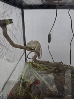 CHAMELEON FEMALE WITH CAGE AND UTILITY