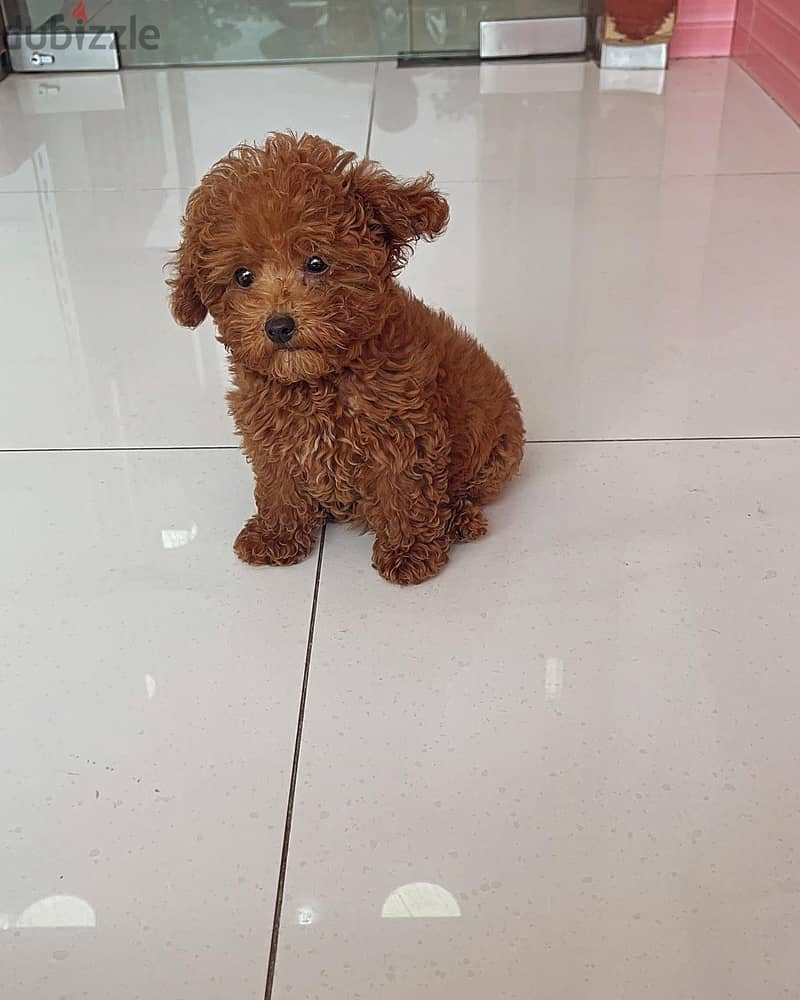 Poodle  Puppy 1