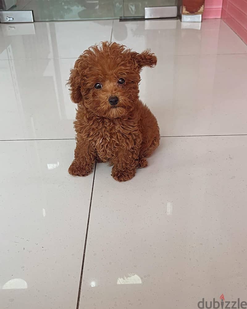 Poodle  Puppy 2