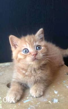 British shorthair kitten 0