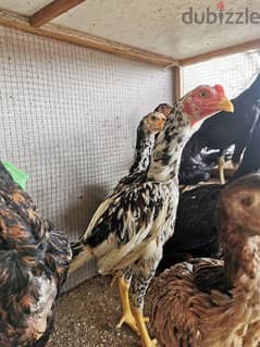 hens chicken Pakistani and turkey