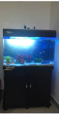 fish aquarium for sale