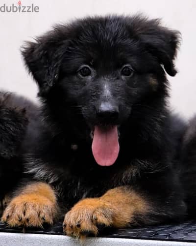 German shepherd puppies يراوه جيرمن شيبرد