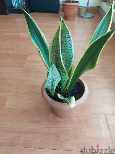 snake plant indoor plant yellow and green leaves healthy plant