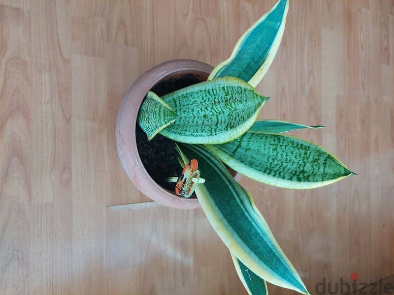 snake plant indoor plant yellow and green leaves healthy plant 1