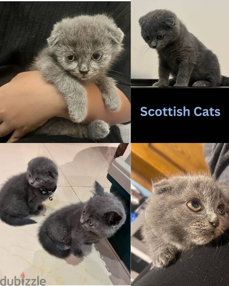 Scottish Cats For Sale in Bahrain 80% discount 19