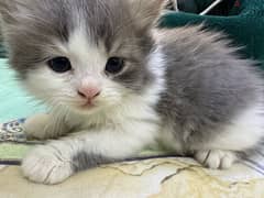 Kitten up for sell