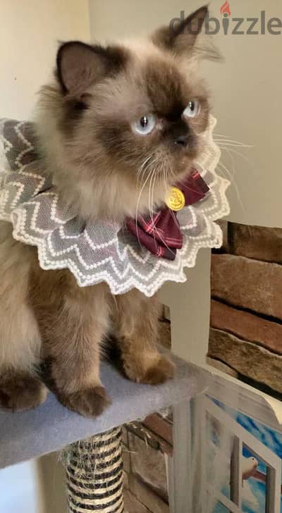 FREE ADOPTION: PURE HIMALAYAN CAT