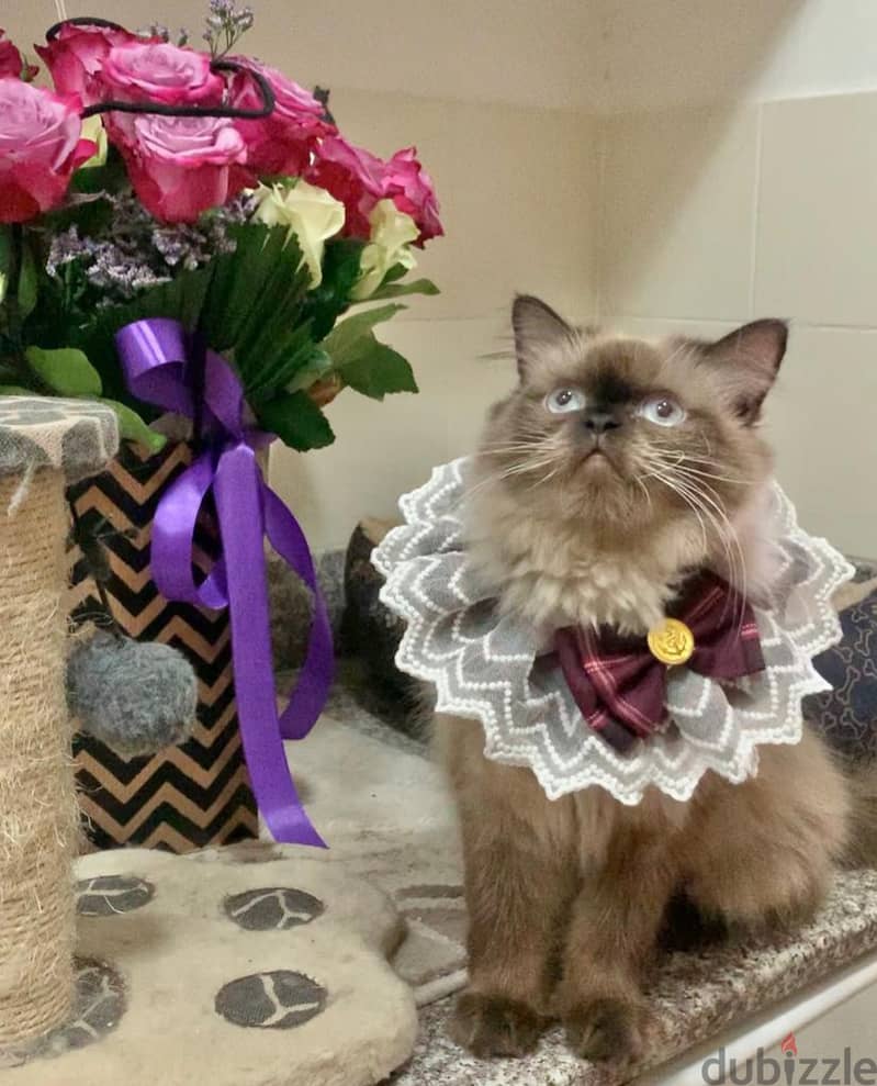 FREE ADOPTION: PURE HIMALAYAN CAT 1