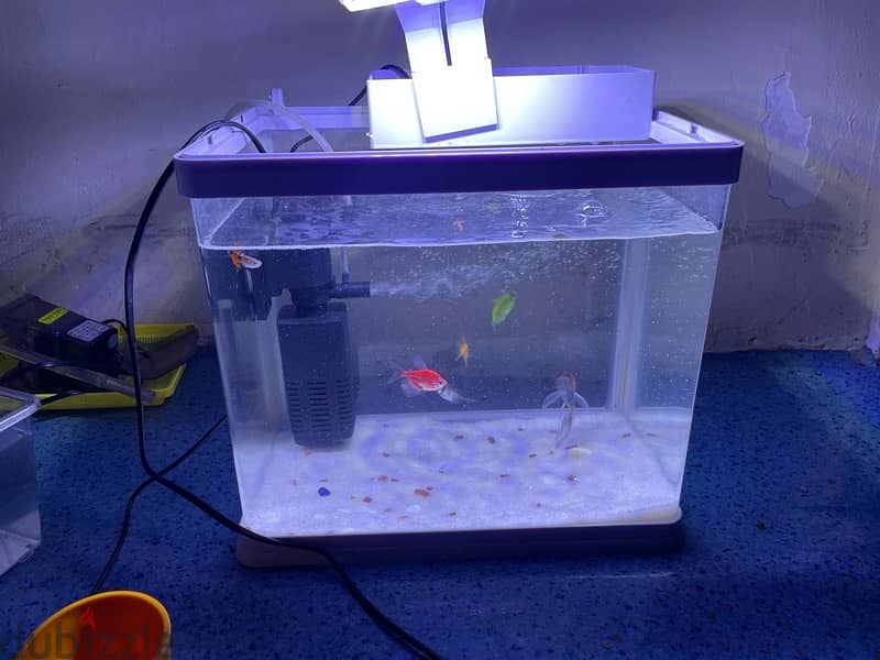 fish tank with all accessories and fish 2