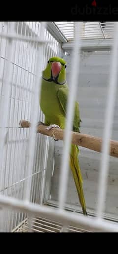 ringneck parrot latino cremino and green