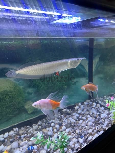 arowana 0