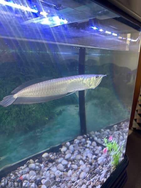 arowana 1