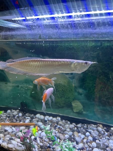 arowana 2