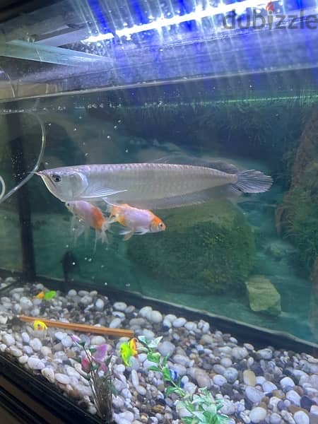 arowana 3