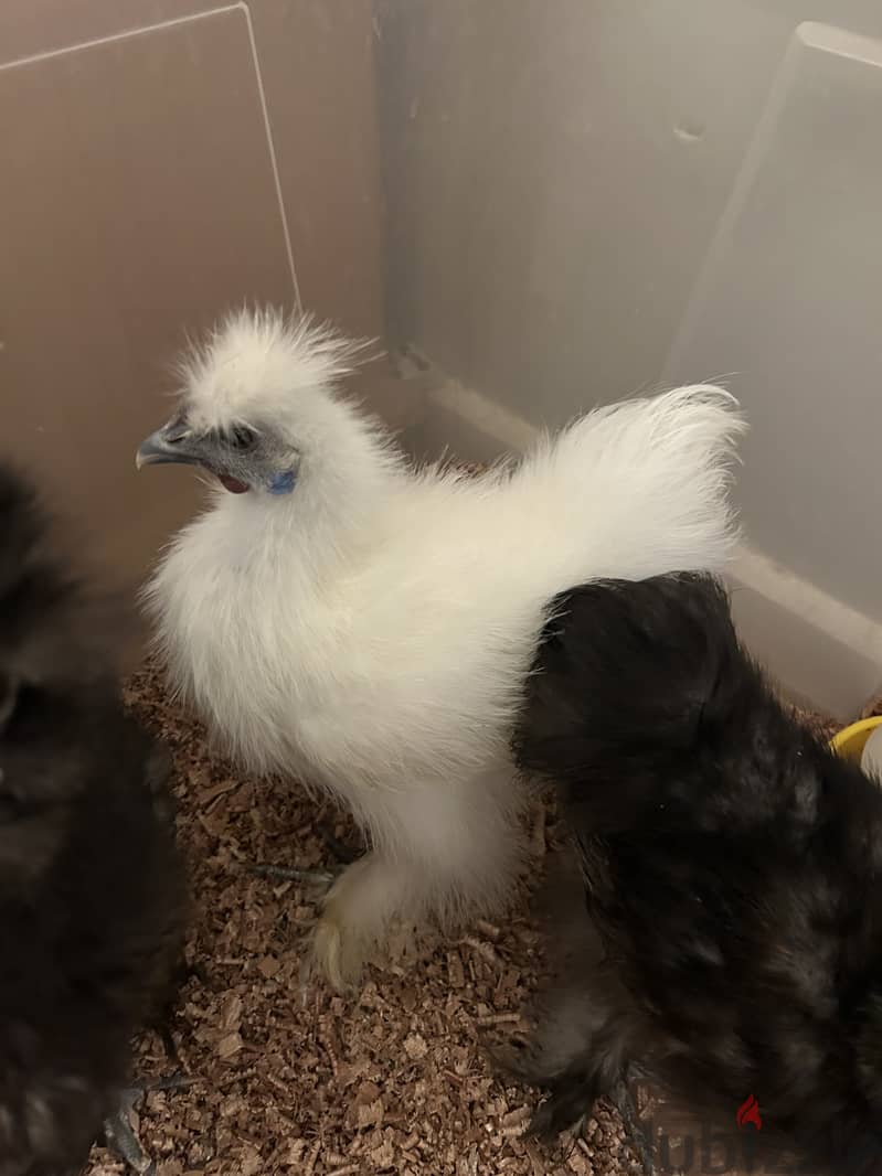 silkie chickens for sale دجاج سلكي للبيع 0