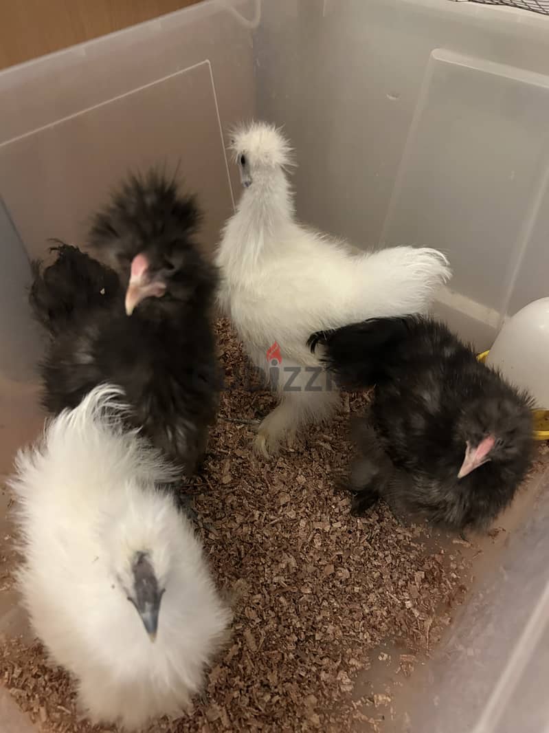 silkie chickens for sale دجاج سلكي للبيع 1