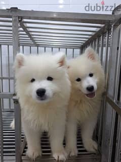 Samoyed pupies