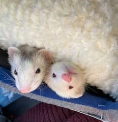 Playful and Lovely Ferrets For Adoption