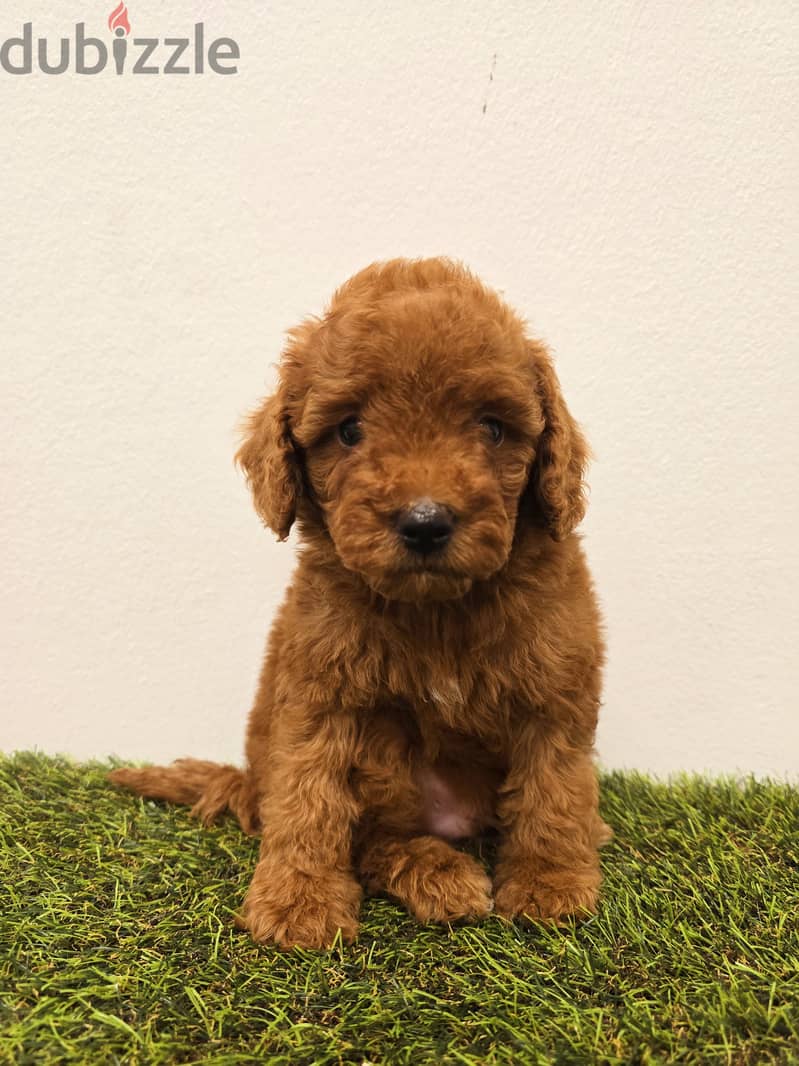 Mini toy poodle  ميني توي بودل الأحمر 0