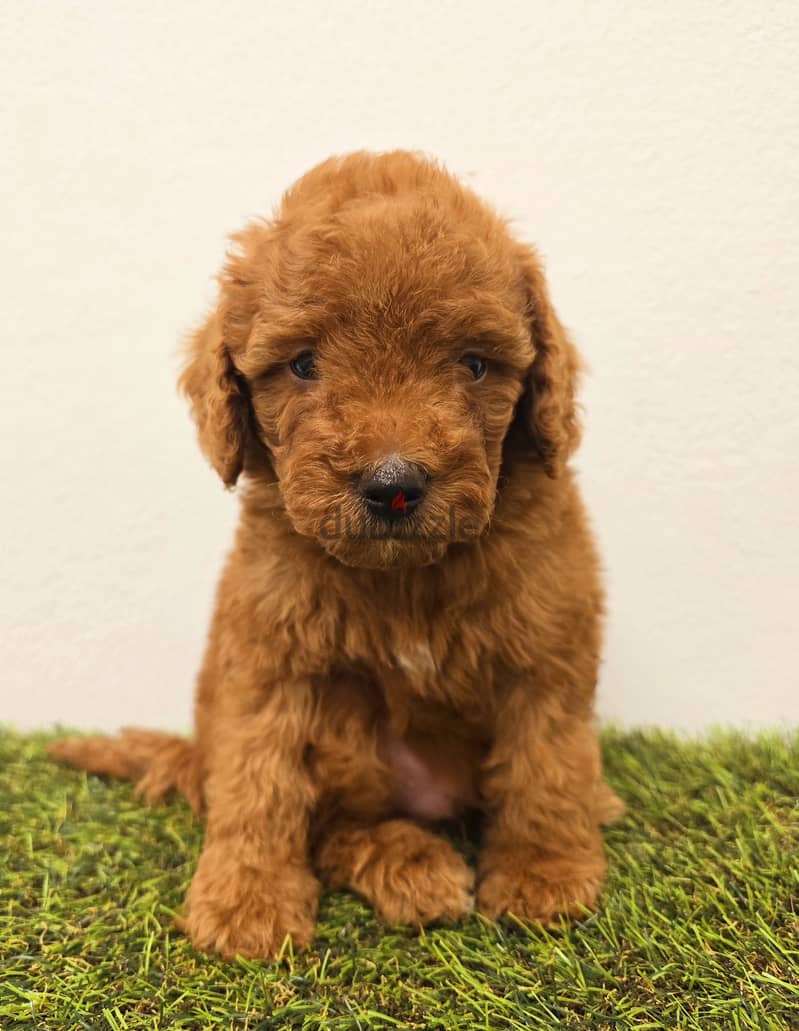 Mini toy poodle  ميني توي بودل الأحمر 1