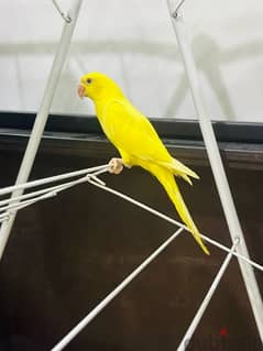 Yellow Ringneck Parrot For Urgent sale